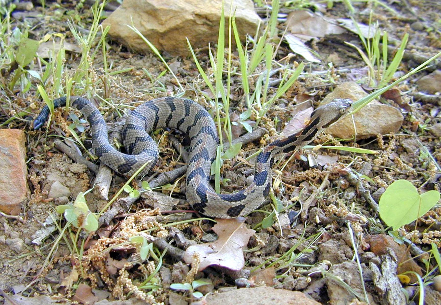 venomous snakes